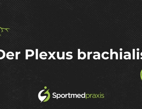 Plexus brachialis – das Nervengeflecht für den Arm